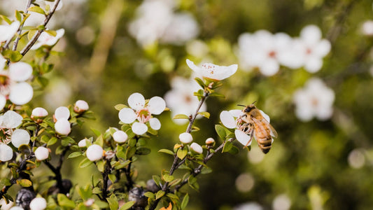 bee on manuka flower