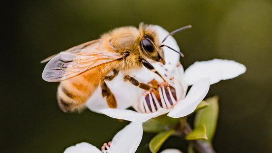 bee on manuka floral