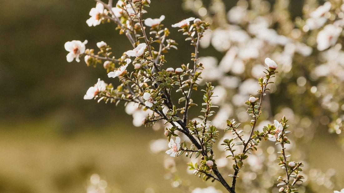 Manuka flowers