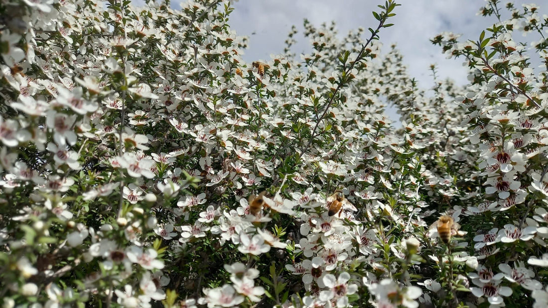 manuka flowers bees new zealand
