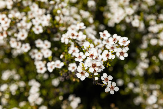 small white flowers mānuka bush