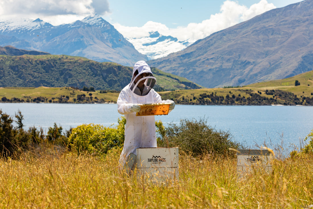taylor pass honey beekeeper holding beehive new zealand mountains in background