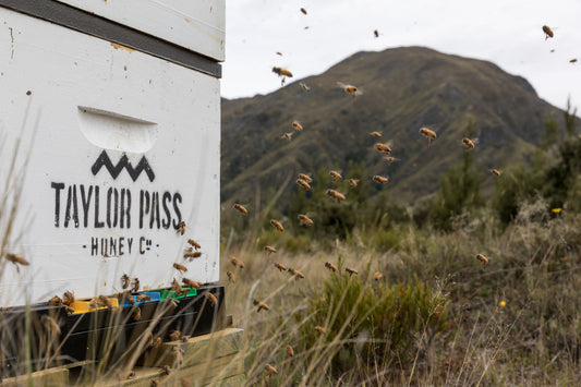 The Importance of Bees: Why We Need Them