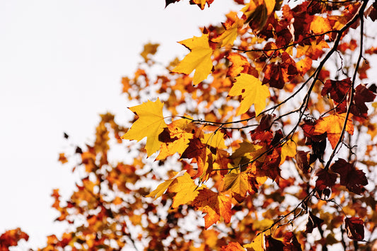 yellow and orange fall leaves on tree branch