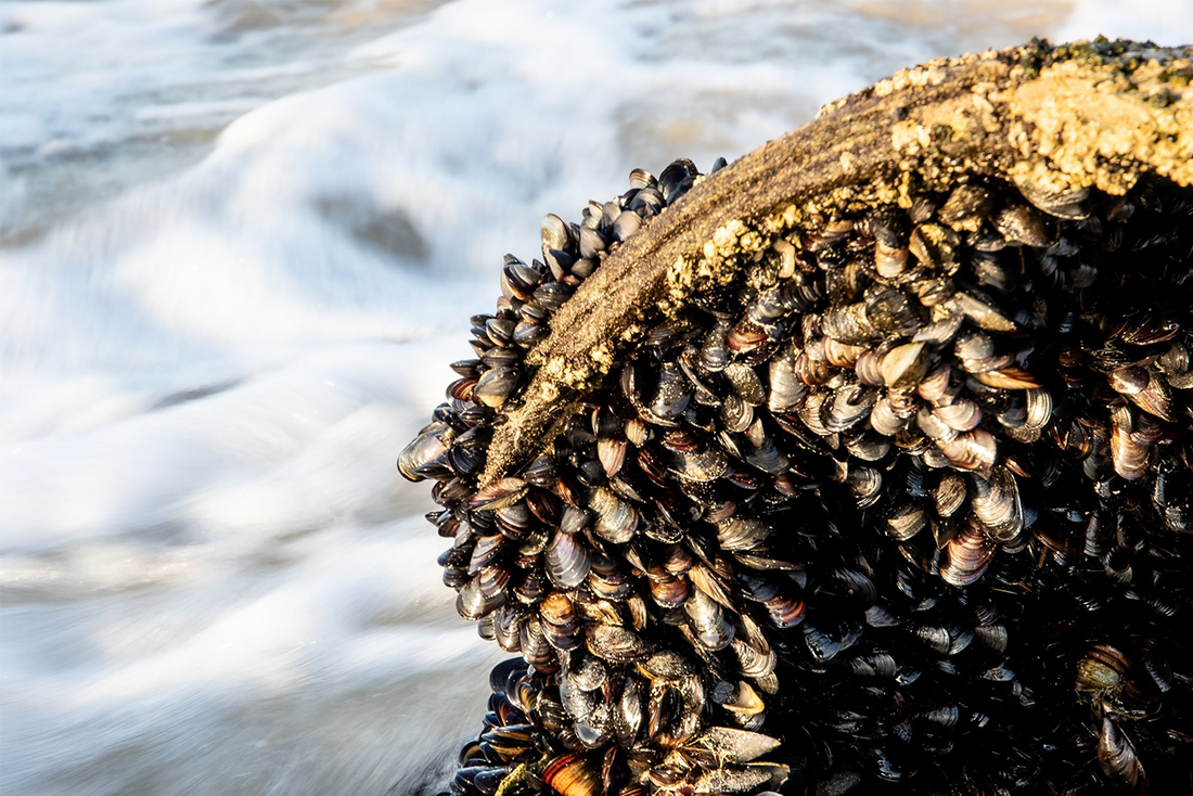Honey Beer Steamed Mussels