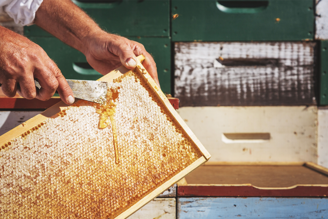 taylor pass honey hands scooping honey comb new zealand
