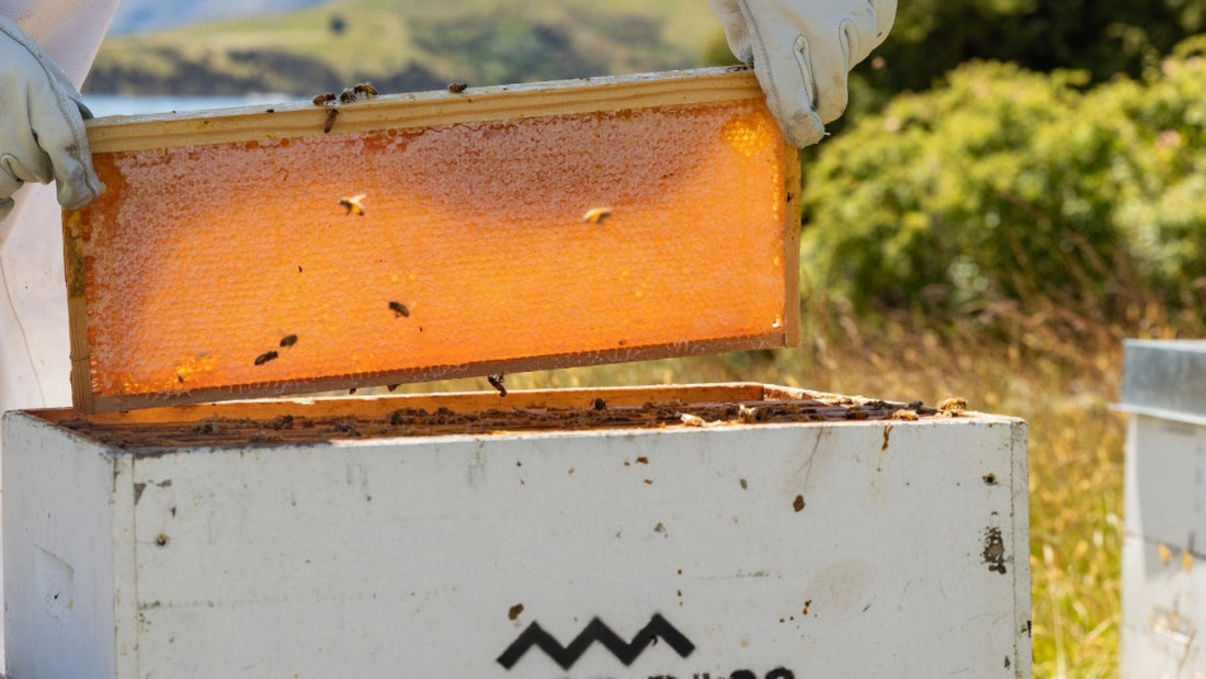 Raw Manuka honey straight from beehive