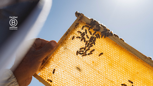 Raw, sustainably collected, B Corp-certified, Taylor Pass Honey Co. Mānuka honey