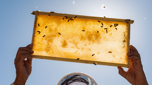 Celebrate Global Wellness Day with Taylor Pass Mānuka honey