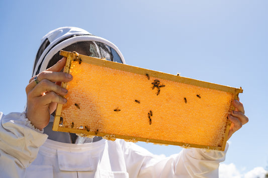 beekeeper holding large honeycomb with bees