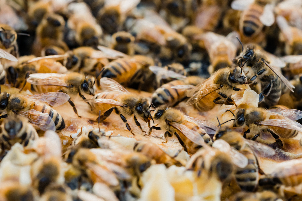 Bees Shp How Bees Affect the Majority of The Human Food Chain | Taylor Pass Hon ...