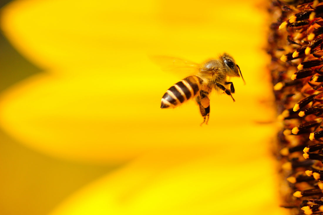 flying honey bee on yellow flower