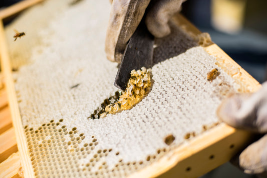 hands with gloves scraping honey off manuka honeycomb