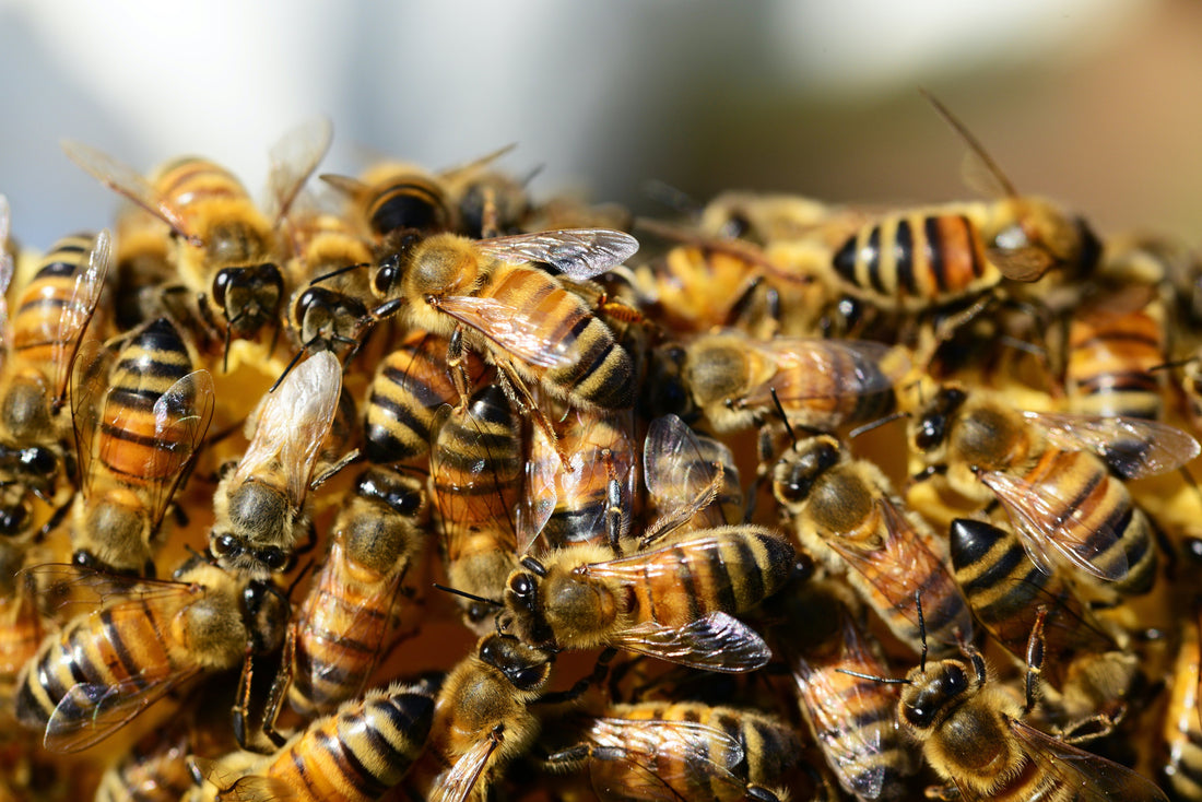 honey bees on honeycomb