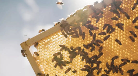 taylor pass honey bees working on honeycomb