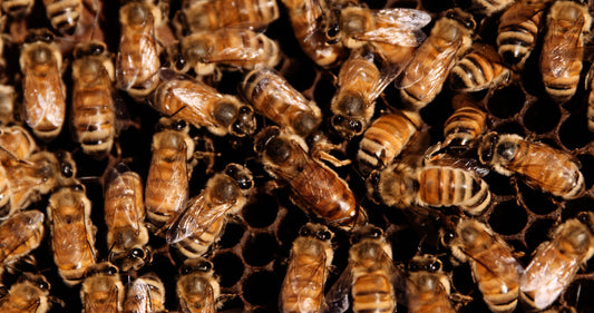 taylor pass honey new zealand bees on honeycomb beehive 