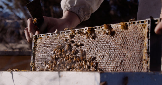 taylor pass honey new zealand manuka bees in comb 